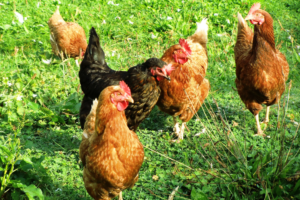 Lire la suite à propos de l’article Comment nourrir les poules ?