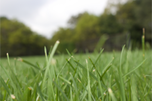 Lire la suite à propos de l’article Mauvaises herbes au potager : comment gérer ?
