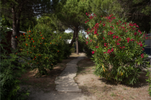 Lire la suite à propos de l’article Comment aménager un petit jardin méditerranéen ?