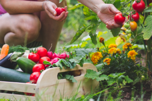 Lire la suite à propos de l’article Quelles fruits et quels légumes planter au printemps ?
