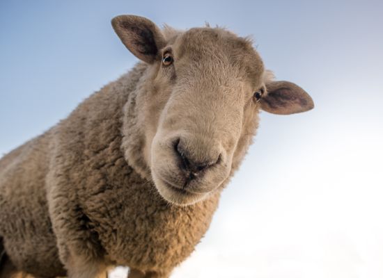 Le mouton, la nouvelle tondeuse écologique de vos jardins